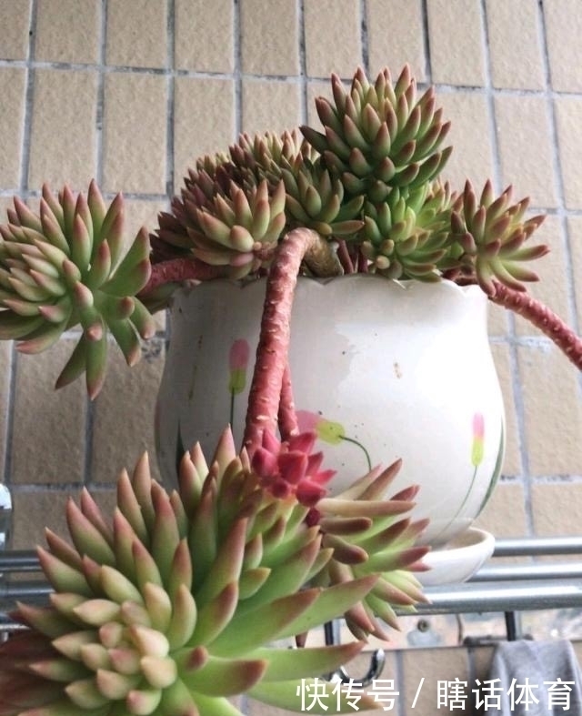 悬崖|这6种多肉养成悬崖桩，价格贵、颜值高，看起来真过瘾