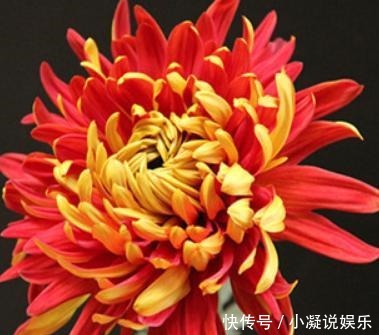  花卉|喜欢养花，就养花开富贵、金灿灿的花卉，比牡丹惊艳，好养易爆盆