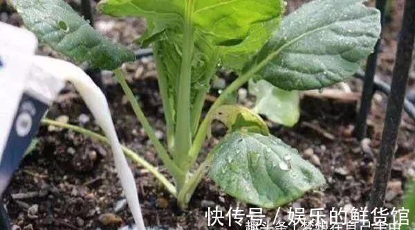 生肥水|这种水,被称之为“养花夺命水”,浇1盆死1盆,你还在用吗?
