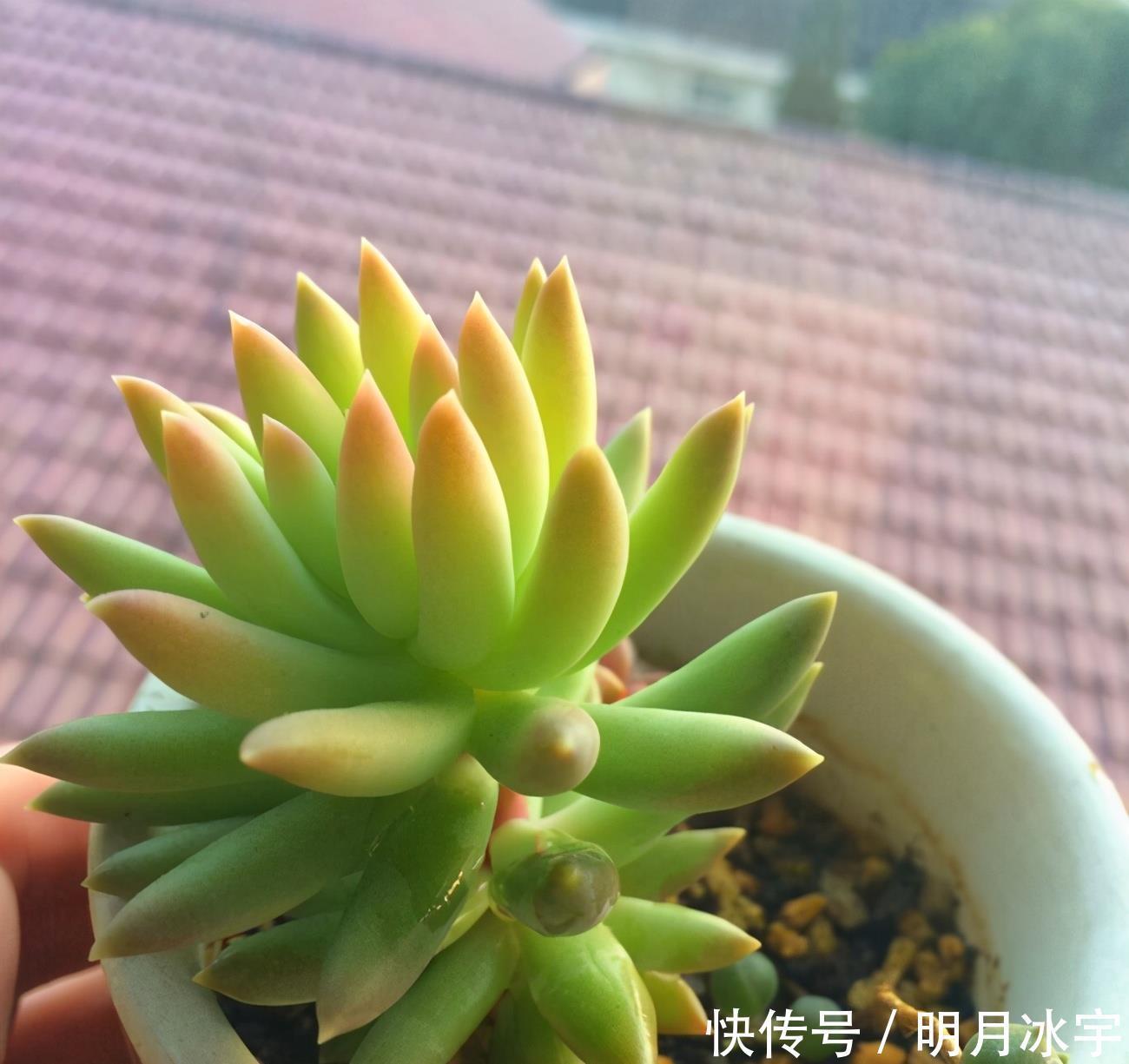 简介千佛手 十字星锦 铭月 筒叶花月 若歌诗 神童 粉紫色 简介千佛手 十字星锦 铭月 筒叶花月 若歌诗 神童 粉紫色