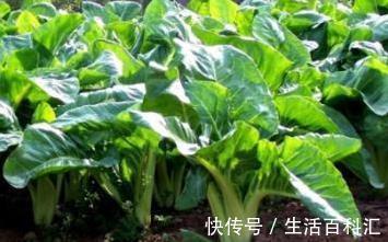 牛皮菜|女性不想老的快,学会多吃此菜,活血抗衰老,远离炎症更健康