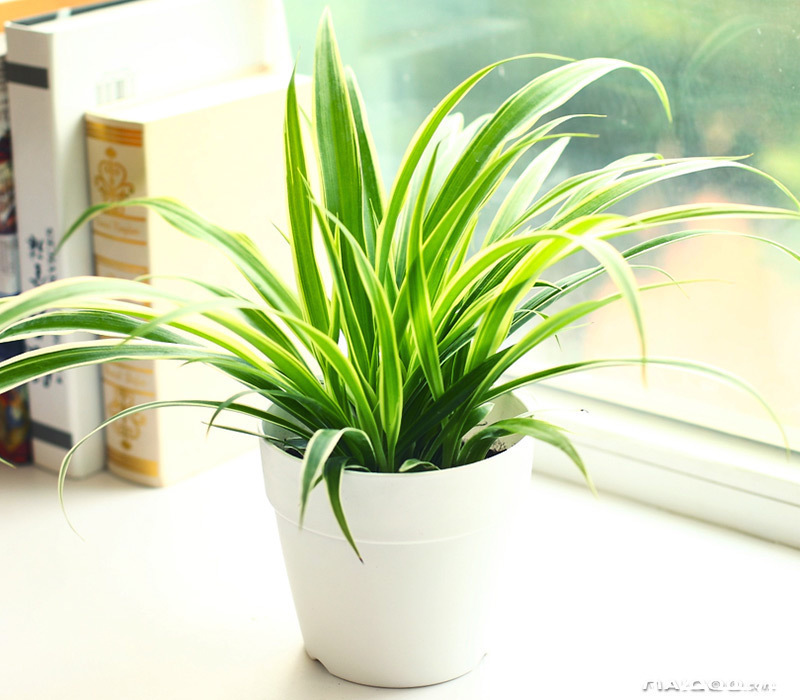 封闭的楼房养花,首选这6种,都是净化小能手,养在家里利于健康