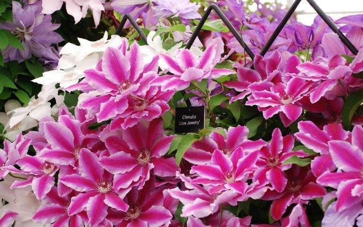 4种花被称为“开花王”，沾土就活，轻松开爆盆，四季有花赏！