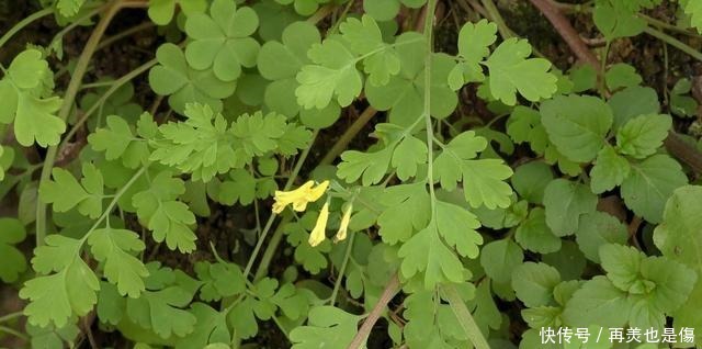 “尿罐草”是一种野草,到底是什么样的植物呢