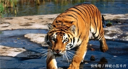 当代|当代武松陈耆芳:65岁组队打虎,7年打死138只,他是如何做到的?