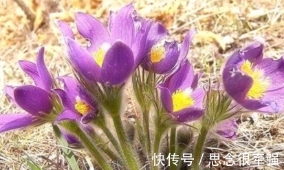 全身|它全身长白色绒毛,开智慧之花,见到要珍惜