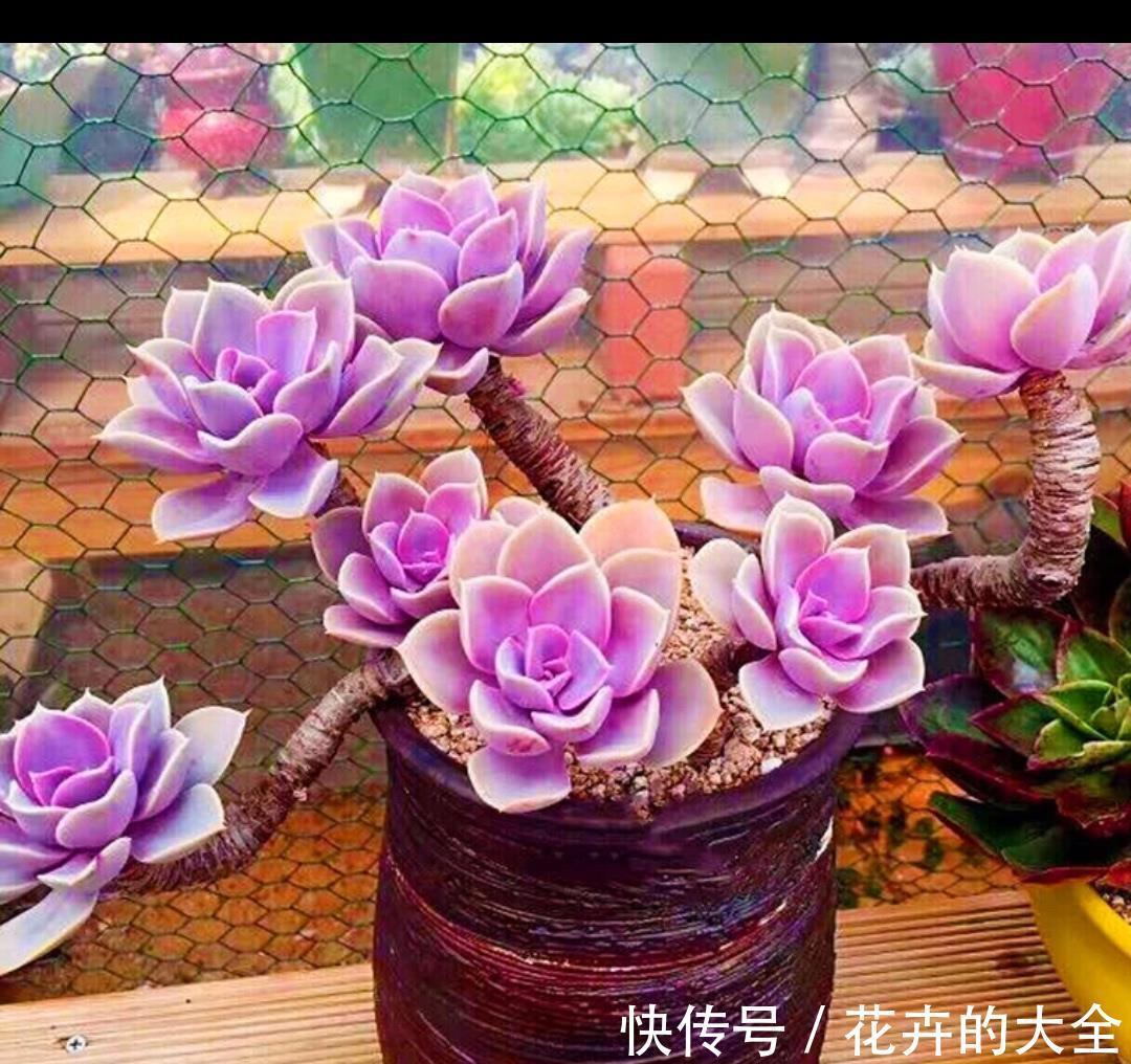 多肉植物|怎么才能养出漂亮的多肉，养好根随便虐，盆盆都漂亮，个个胖嘟嘟