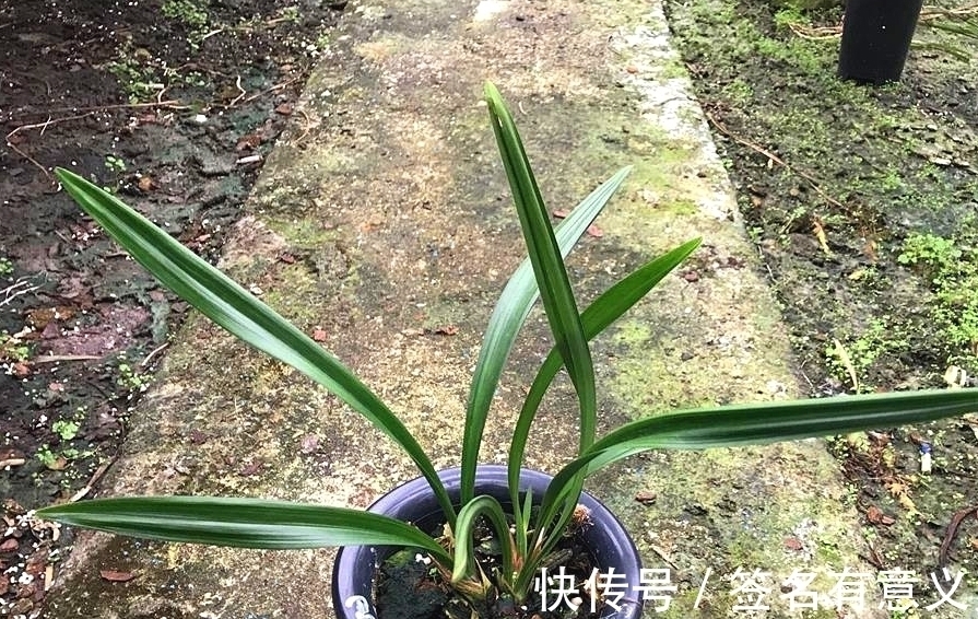 全日性|栽种兰花要知道,四季变化大,灵活的更换方法