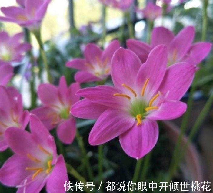 花朵|现在养这4种花正合适，好养又漂亮，花团锦簇，家里变成小花园！