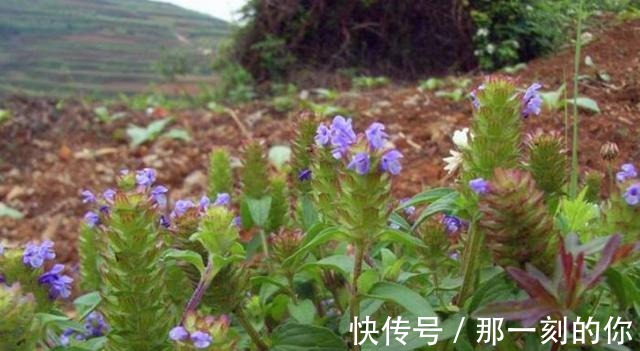 油性皮肤|农村这种野草随处可见,以前被红军挖来充饥,可为油性皮肤做护理!