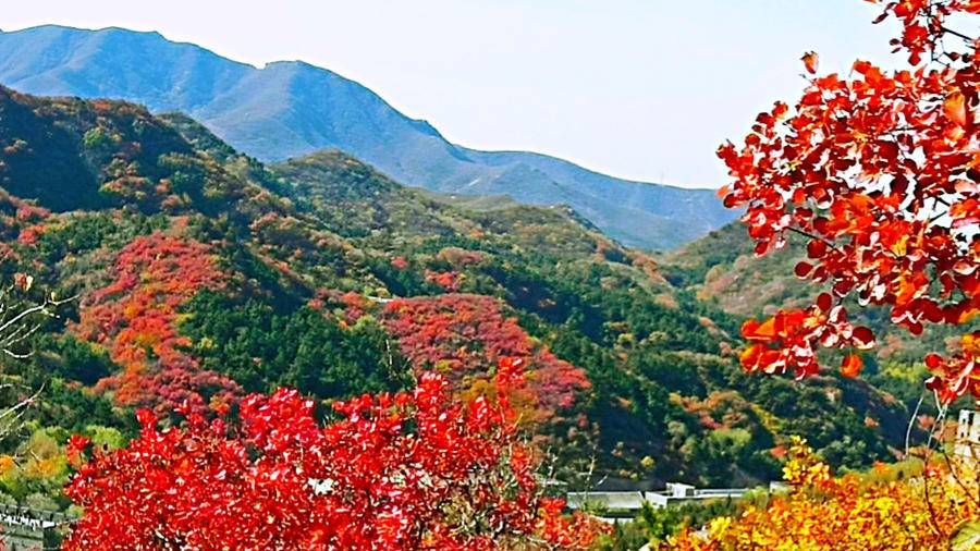 万里长城|巍巍长城亘山川，枫叶流丹，万山红遍，层林尽染，景色万千