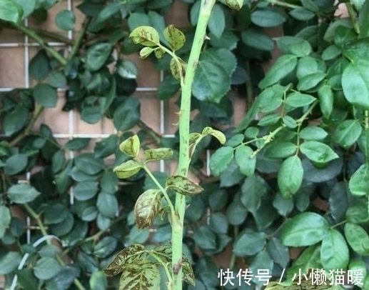新叶|月季新芽枯萎、畸形怎么回事,打药治疗时,这些值得注意