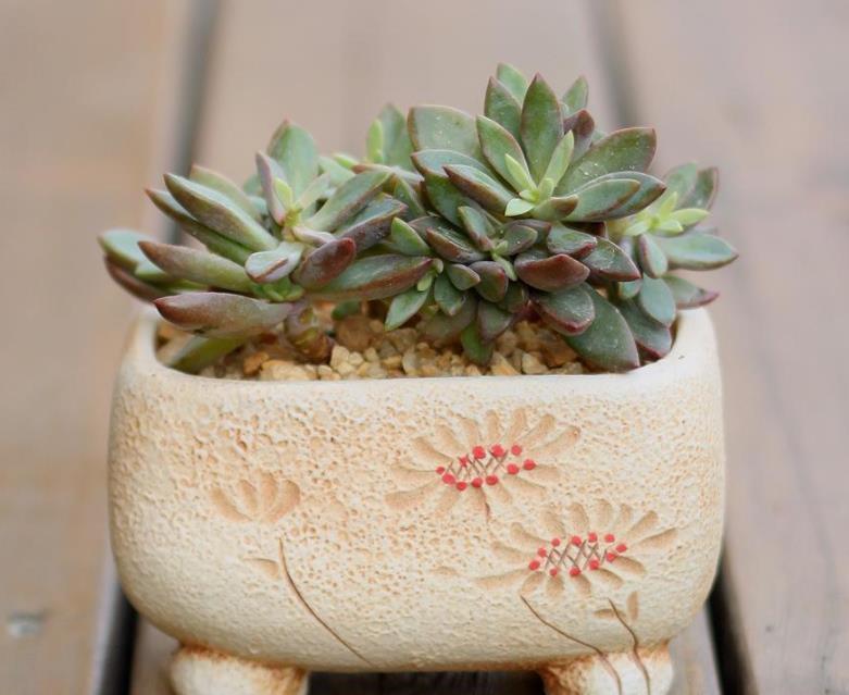 早剪|赞！天热盆栽多肉，满足此3点，安全度夏，谁见了都喜欢