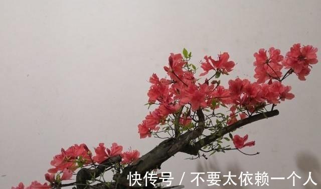 映山红|20块一个映山红“疙瘩”,做成盆景太惊艳了,养再久也不愁卖