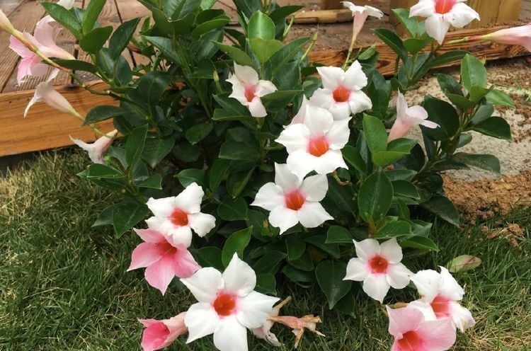 最容易开爆盆的花朵，并且超级好养，开花勤又爆盆，花开美艳动人