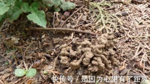 养花|最厉害的养花营养液给花喝一勺,啥花都喜欢,花开满枝条