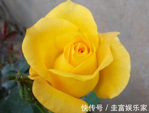 喜欢菊花,就养盆“高贵玫瑰”金凤凰,似凤凰翩翩起舞,高贵迷人