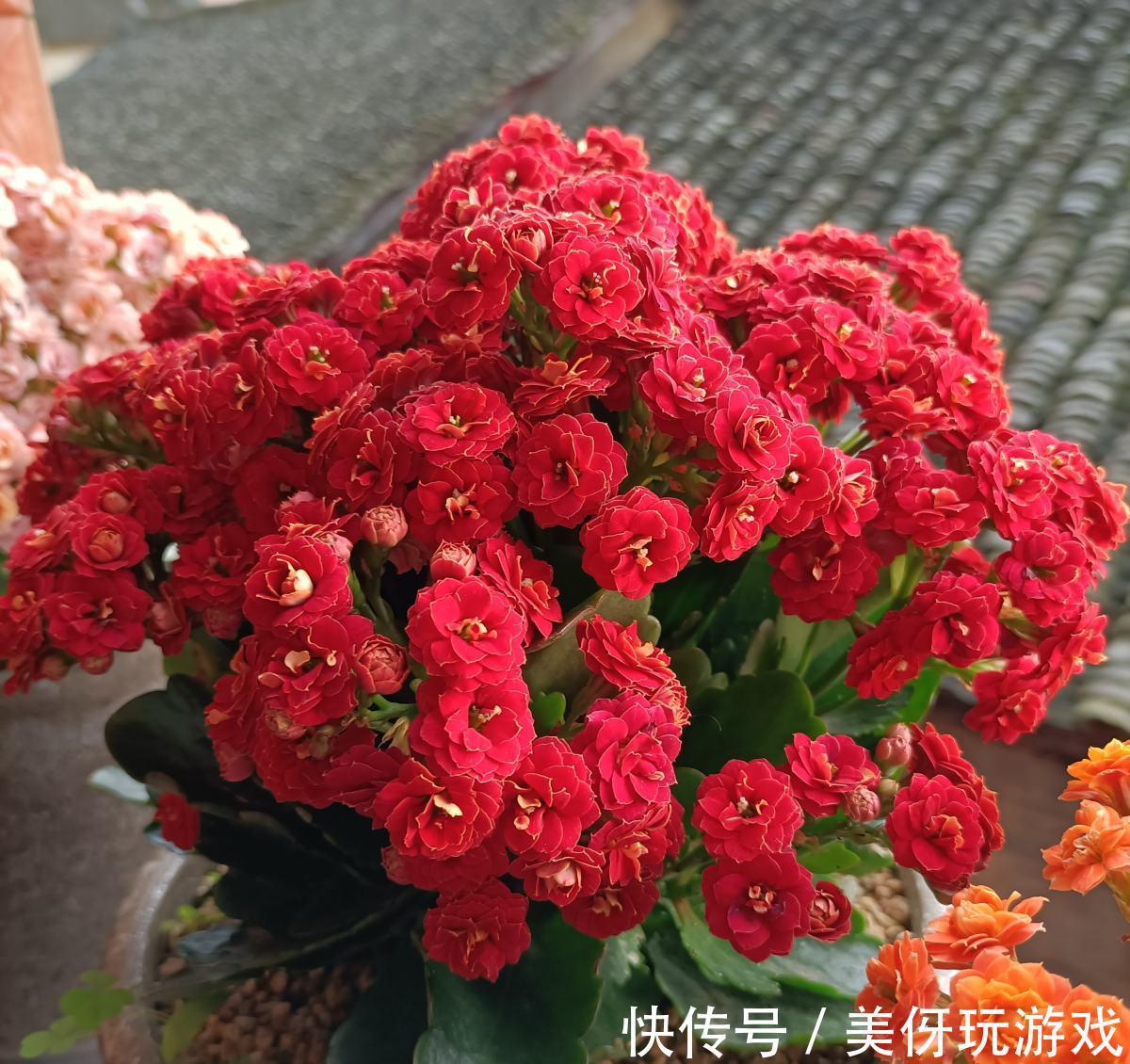 养花肥“又杂又贵”？认清3元素，花几块钱，养一百种花