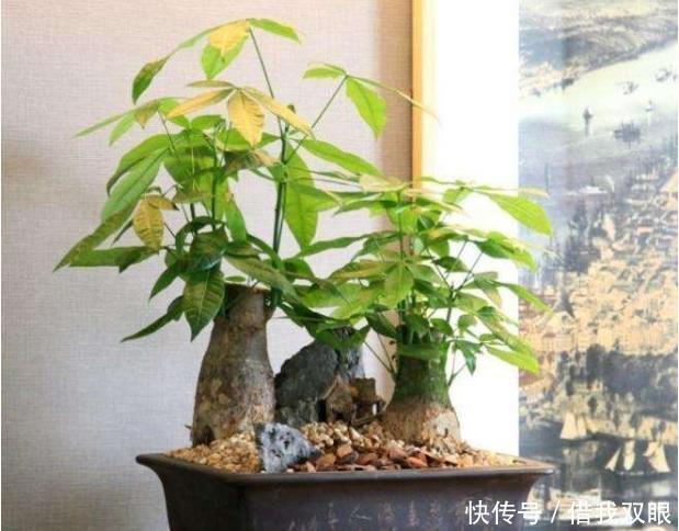 茉莉花|此6种花，冬季要懒养，丢阳台别管，反而长得好