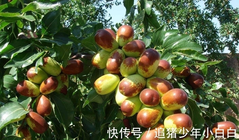 武侠@裘千尺只靠枣树活了十多年,真的有可能吗?学者:小说中符合逻辑