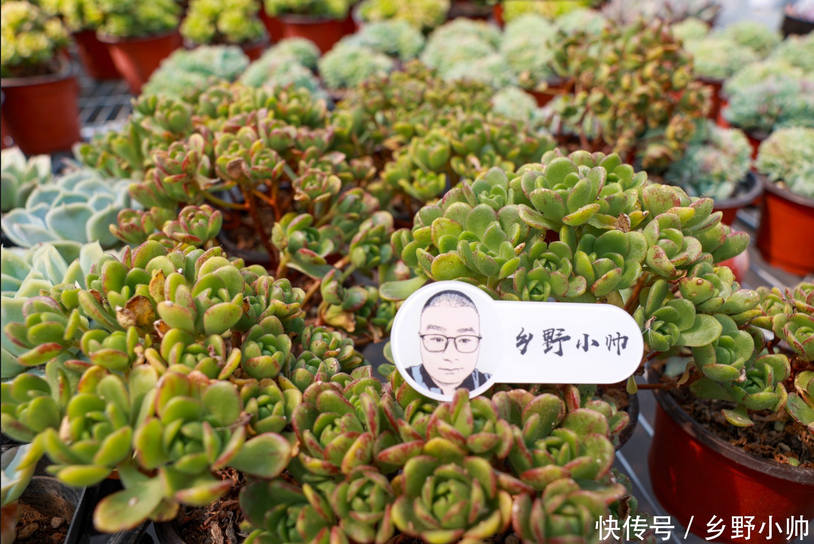 小帅|多肉适合虐养，越虐越好看，浇水篇