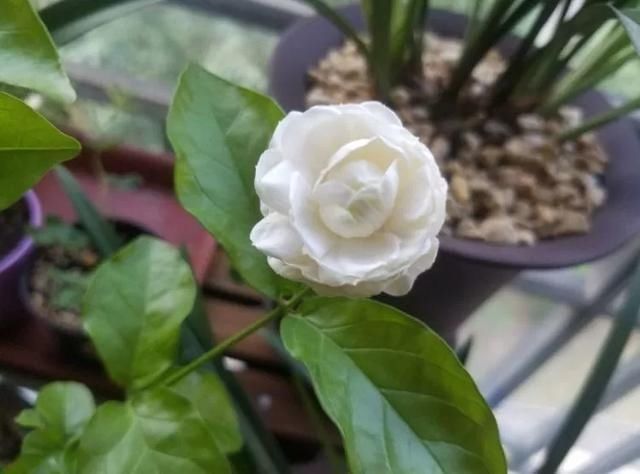 花友们，茉莉花期的时候，4件事万万不能做，不然花苞呼呼落