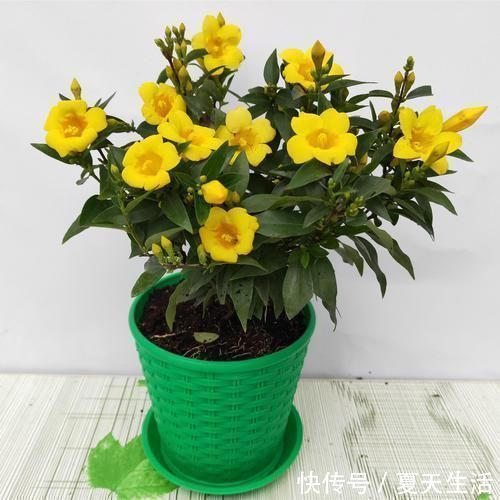天冷|好闻的“香水花”，天冷开花一开开满盆，养一盆吧！