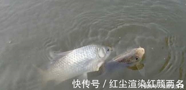 风浪|野钓鲫鱼时,一旦遇到这3种情况,老钓友第一反应:马上调整