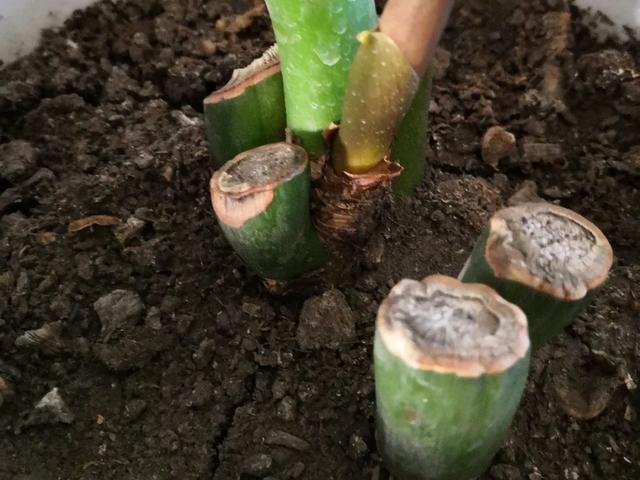 叶子|嫌花长的丑,趁现在砍头,满盆都是新叶子!