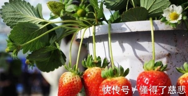 营养成分|草莓是真正的血管清道夫!每天吃5颗就能有效改善高血压