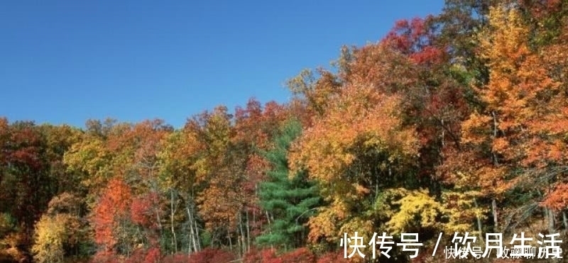 清朝|清朝诗人赵翼最唯美的一首诗,最是秋风管闲事,红他枫叶白人头!