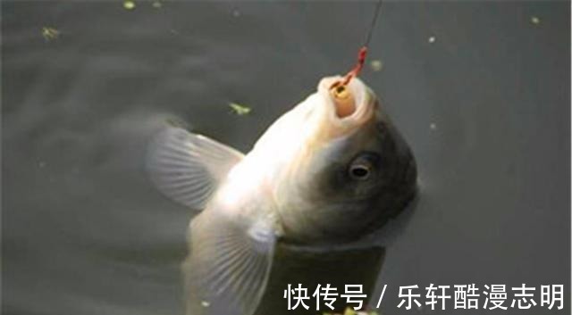 冬天钓大鲫鱼的六个诀窍