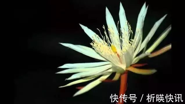 郁金香|全球最贵的6种花，一株价值几百万，真好看！