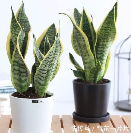 卧室养三种花，叶片绿，开花艳，空气清新，睡眠质量高