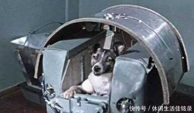 太空 62年前,苏联把一只小狗送上太空,后来这只狗的结局如何