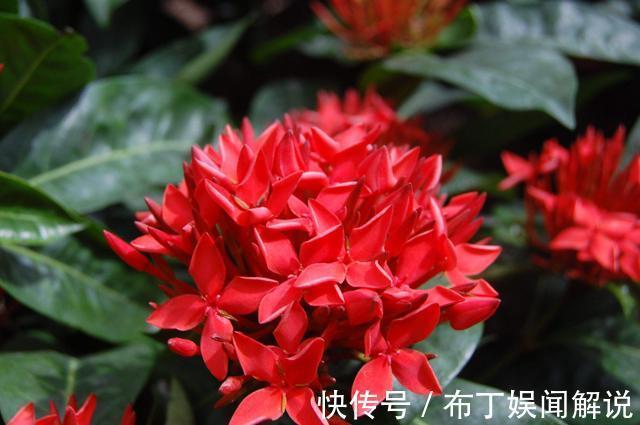 养花就养3种“贱花”,耐热耐晒更耐旱,满屋都飘香,夏天也爆盆