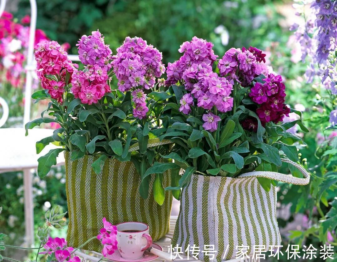 植株|此种耐冻花,自带体香,外面天寒地冻,家里开花香气满屋