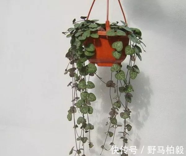 叶子|这种多肉吊起来养,所谓像一串串葡萄一样,美爆了