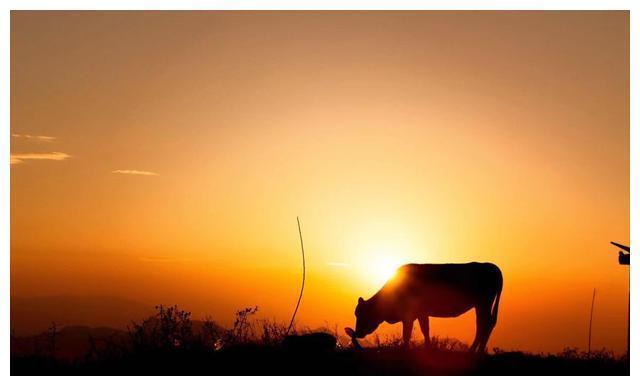 好好学习|孩子以后有没有出息,就看这4点,与学习成绩无关