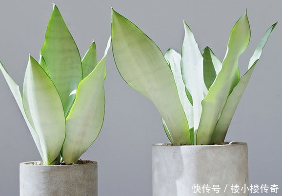 把它垫在花盆底,虎皮兰不烂根不黄叶,一年开花好几次!