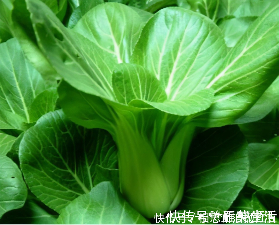 香菜|养生必备的几种食物,一定要常吃,改善消化,预防疾病,谁吃谁好