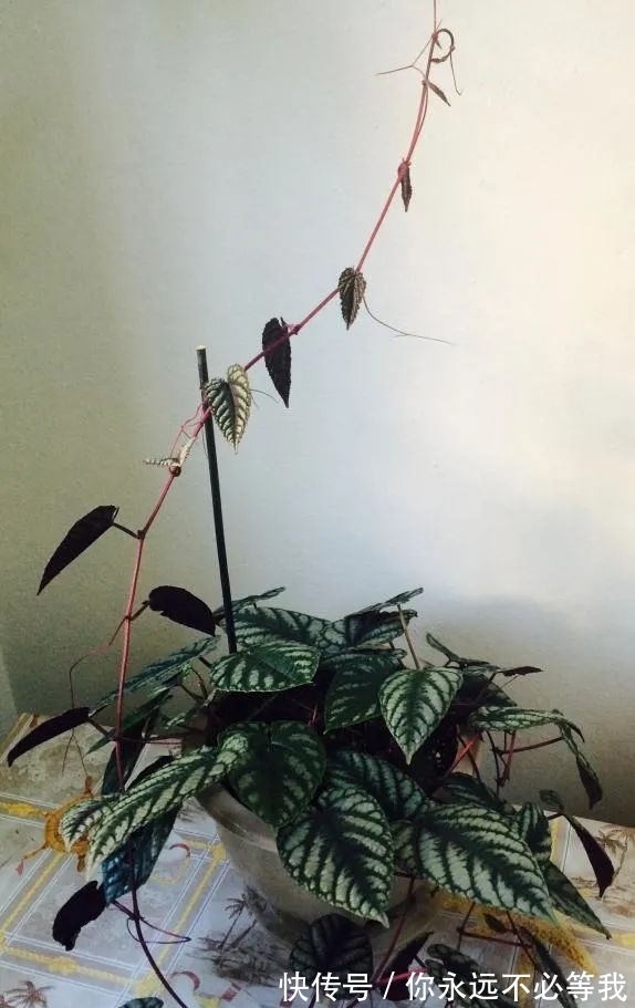 在室内养一盆可以爬藤的锦叶葡萄藤,叶子有金属质感的彩叶植物