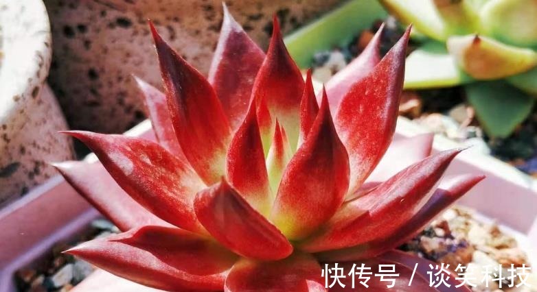 适合新人养殖的5款多肉,它们好看又易爆盆,拿来练手正好