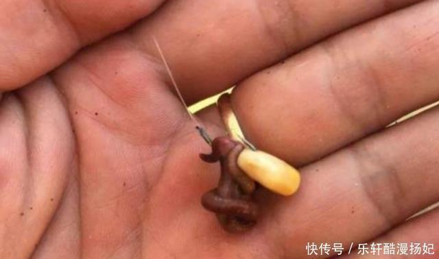 钓鱼|同样用蚯蚓钓鱼，别人钓得多，你钓得少，可能在挂法上就“输”了