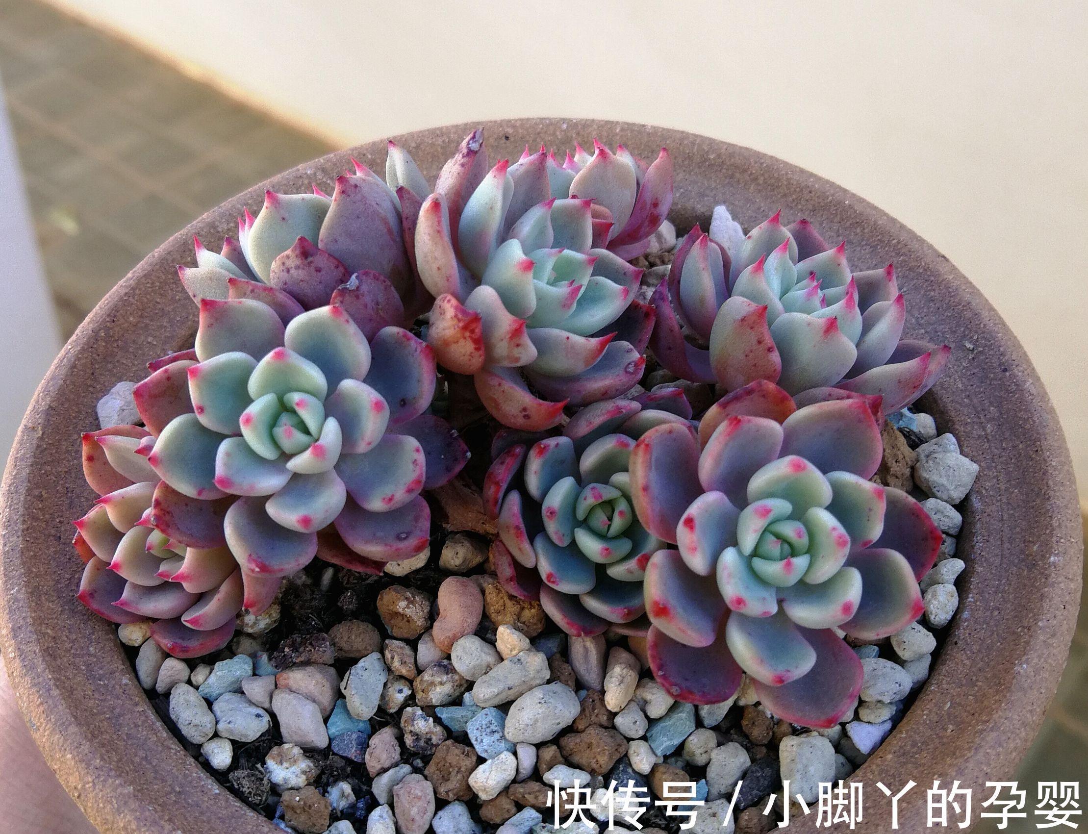 那些你可能不知道的多肉植物小秘密