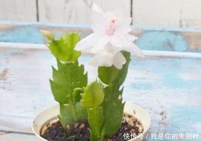 5种花不用买“掐个枝条”就能繁殖一大盆，省钱又实用，好养！