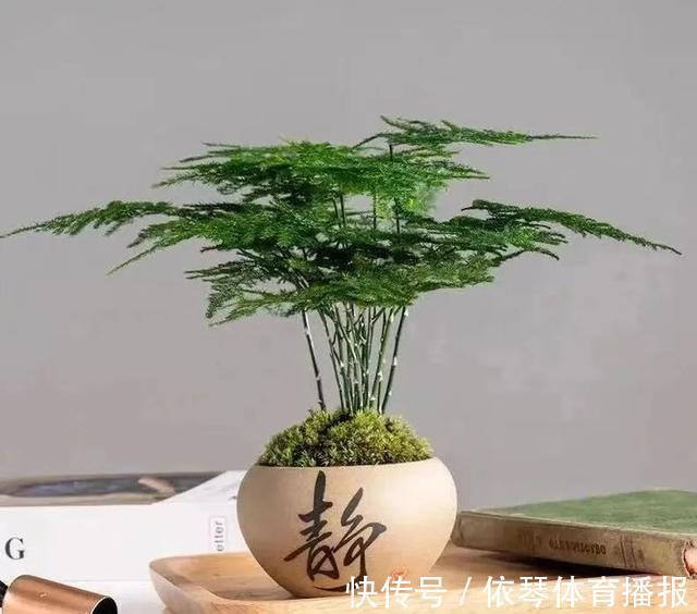 办公室|五种小盆栽,耐阴又好养,办公室养几盆,增财运、旺事业