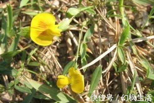 野草|荒地里一黄花草,不起眼少有人识,才知价值珍贵,对感冒有良效