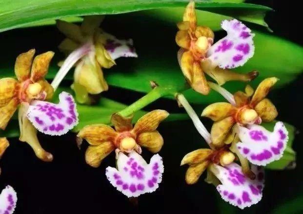 兰中皇后|最全的兰花大鉴赏,看看你都见过几种兰花!