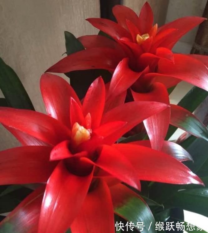 凤仙花|家里要养3种花，开花吉祥又喜庆，时来运转，越过越富裕有钱